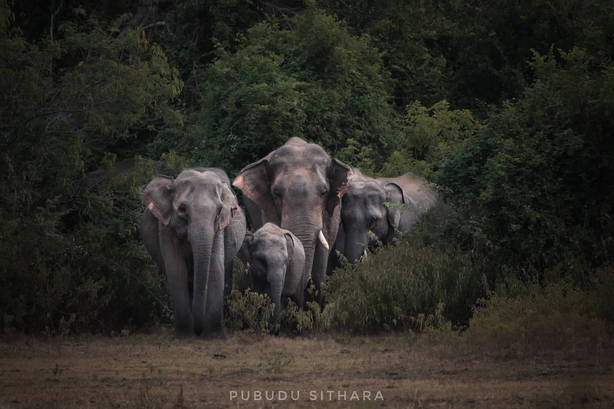 Wildlife